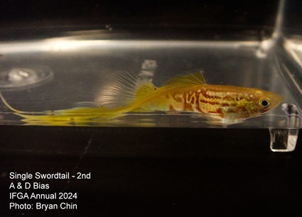 guppy single swordtail